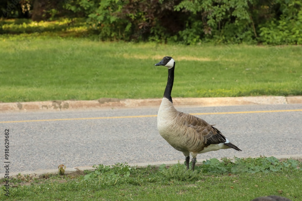 Canada geese cross the road. concept of animals on the highway Canada geese cross the road. concept of animals on the highway