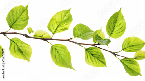 Branch with vibrant green leaves, cut out