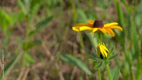 yellow cone flower in grass