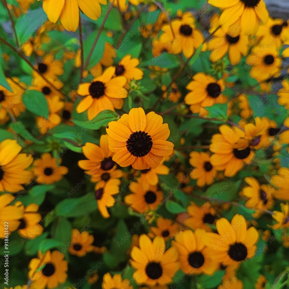 yellow flowers background yellow flowers background