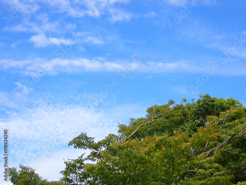 青い夏空に浮かぶ白い雲と生い茂る緑