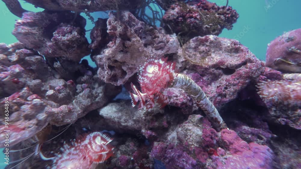 Beautiful fish among coral reefs and rocks. The underwater world in the ...