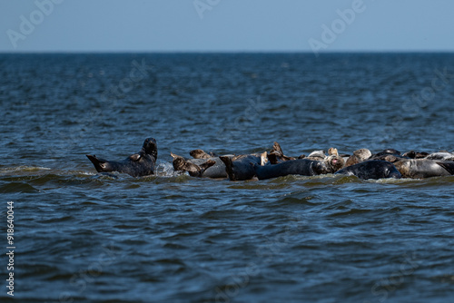 Seals in the Mewia Łacha reserve