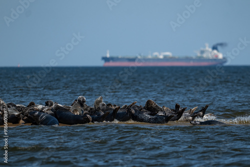 Seals in the Mewia Łacha reserve