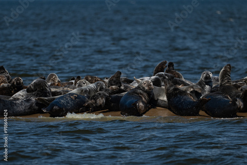 Seals in the Mewia Łacha reserve