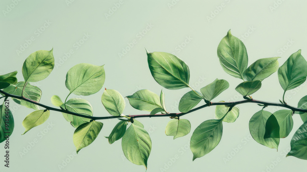 Cut out of fresh green leaves on a branch Cut out of fresh green leaves on a branch