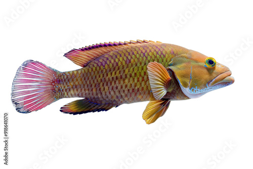 Colorful fish with black background