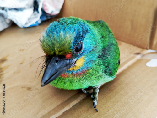 The Formosan Woodpecker (Psilopogon nuchalis) is being treated and recovering. It is a bird unique to Taiwan. If a bird hits a window while flying, its beak will break. Clear windows are bird killers. photo