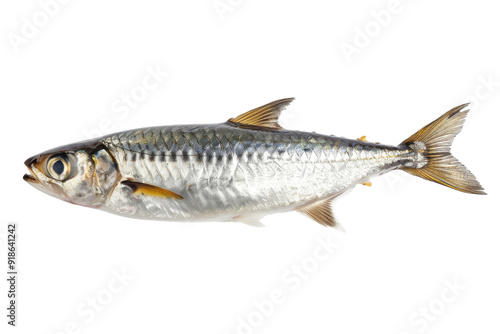 Fresh Silver Fish isolated on white background