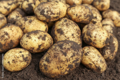 Potato harvest close-up, macro. Fresh dirty organic yellow potatoes on soil ground. Organic vegetables background, texture