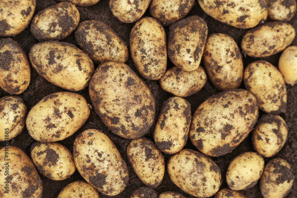 Potato harvest close-up top view. Fresh dirty organic yellow potatoes on soil ground. Organic vegetables background, texture Potato harvest close-up top view. Fresh dirty organic yellow potatoes on soil ground. Organic vegetables background, texture