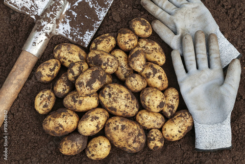 Organic potato harvest close-up. Freshly harvested organic yellow potatoes on soil in garden with shovel and gloves photo