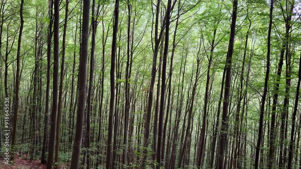 Forest with a variety of trees. The foliage is lush and green. The canopy lets some light through, creating a calm and natural atmosphere. Be relevant for a temperate forest ecosystem Forest with a variety of trees. The foliage is lush and green. The canopy lets some light through, creating a calm and natural atmosphere. Be relevant for a temperate forest ecosystem