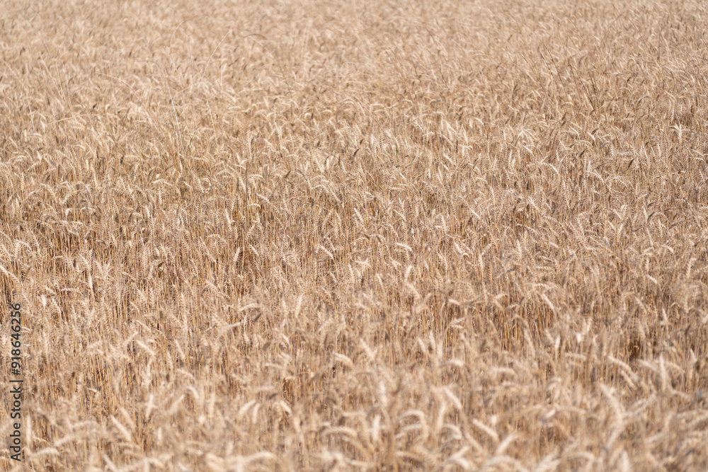 Wheat flied at rural countryside. Agricultural landscape. Crop countryside field. Agrobusiness. Ripe wheat harvest. Agriculture and farming. Barley ear spikelet. Farming crop field. Harvest festival Wheat flied at rural countryside. Agricultural landscape. Crop countryside field. Agrobusiness. Ripe wheat harvest. Agriculture and farming. Barley ear spikelet. Farming crop field. Harvest festival