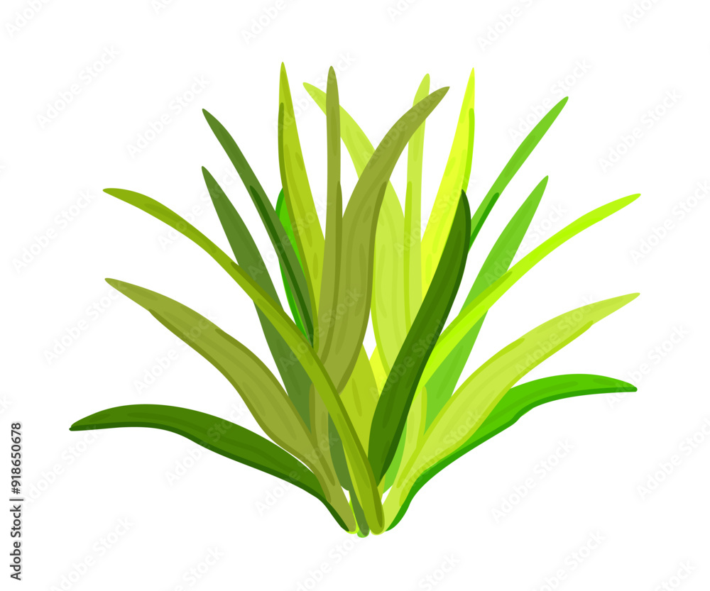 Obraz premium Green bush. Grass. Long fresh leaves. Vector isolated illustration