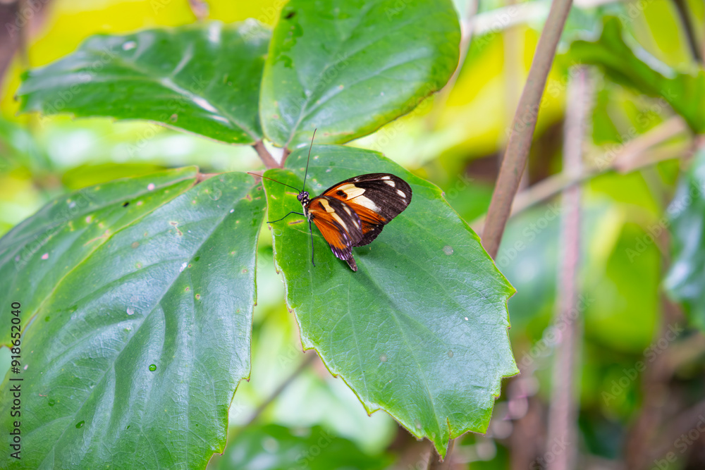 Orange mottled butterfly that sits on a plant leaf in bright sunny weather Orange mottled butterfly that sits on a plant leaf in bright sunny weather