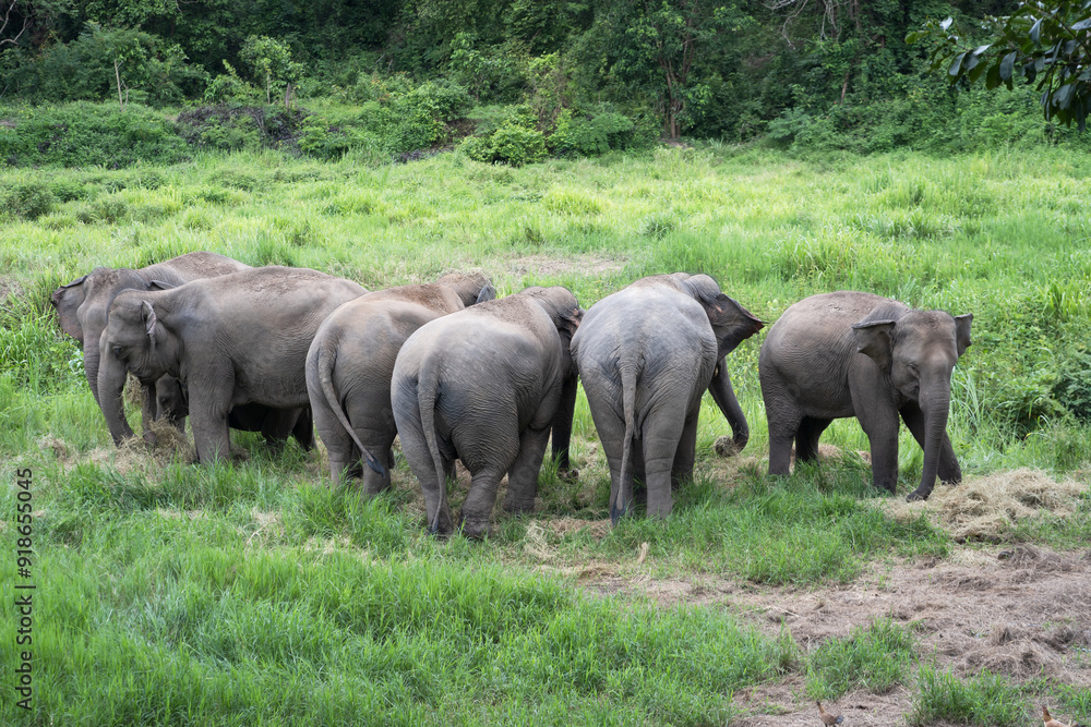 Fototapeta premium Asian baby elephant. A group of herd elephants under the protection of the adults in the herd. Popular Tourists travel and destination for visit the Elephant Family Village in Thailand.