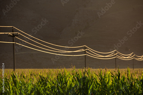 Red electrica sobre sembrado de maiz