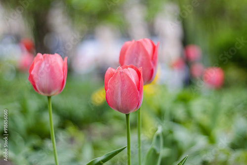 Blooming pink tulips in an outdoor park