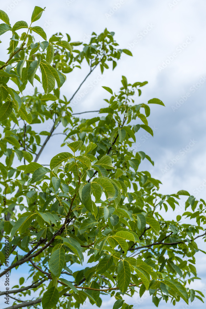 Young walnut fruits in a green shell, ovary, among green leaves Young walnut fruits in a green shell, ovary, among green leaves