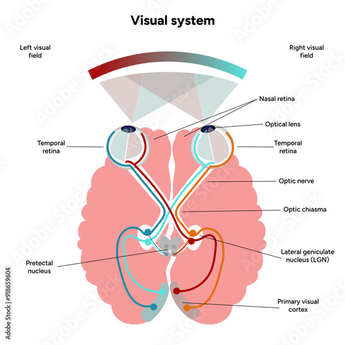 Suprachiasmatic nucleus of hypothalamus. Human visual system pathway cortex diagram. Right and left visual cortex