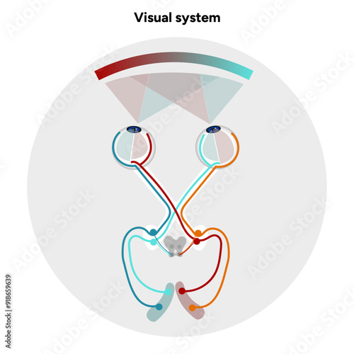 Suprachiasmatic nucleus of hypothalamus. Human visual system pathway cortex diagram. Right and left visual cortex