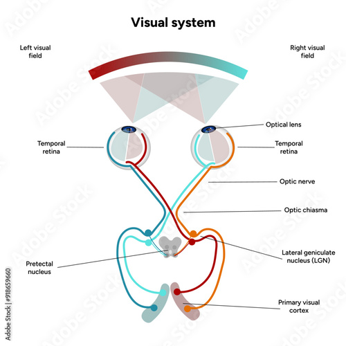 Suprachiasmatic nucleus of hypothalamus. Human visual system pathway cortex diagram. Right and left visual cortex