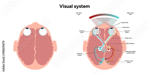 Suprachiasmatic nucleus of hypothalamus. Human visual system pathway cortex diagram. Right and left visual cortex