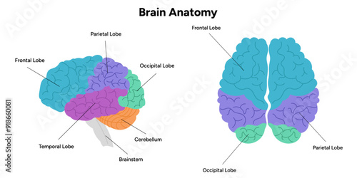 Brain areas parts functions. Cerebral cortex. Frontal, Somatosensory cortex, parietal, occiptal, temporal lobe. Colorful section infographic diagram