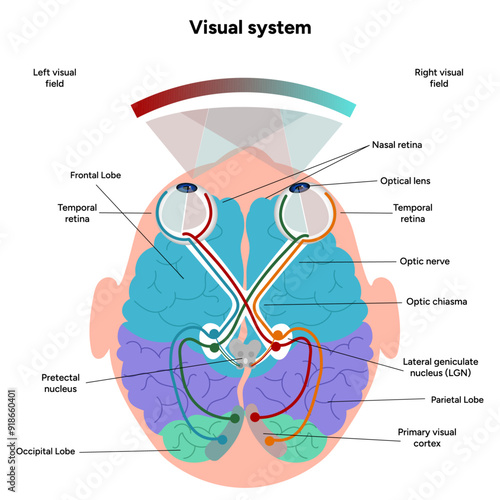 Brain anatomy areas parts functions. Cerebral cortex. Frontal, Somatosensory cortex, parietal, occiptal, temporal lobe. Colorful section infographic diagram and visual system