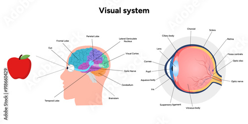 Brain anatomy areas parts functions. Cerebral cortex. Frontal, Somatosensory cortex, parietal, occiptal, temporal lobe. Colorful section infographic diagram and eye anatomy