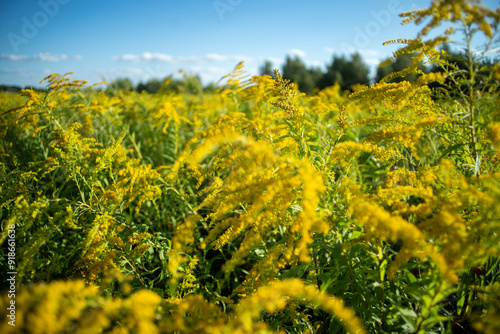 nawłoć, pole nawłoci, łąka nawłoci, kwitnąca nawłoć, ekspansja nawłoci