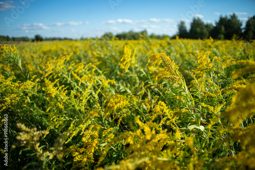 nawłoć, pole nawłoci, łąka nawłoci, kwitnąca nawłoć, ekspansja nawłoci