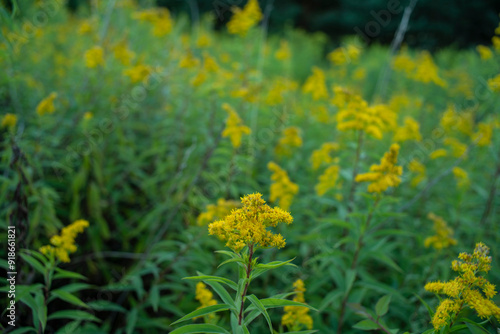 nawłoć, pole nawłoci, łąka nawłoci, kwitnąca nawłoć, ekspansja nawłoci