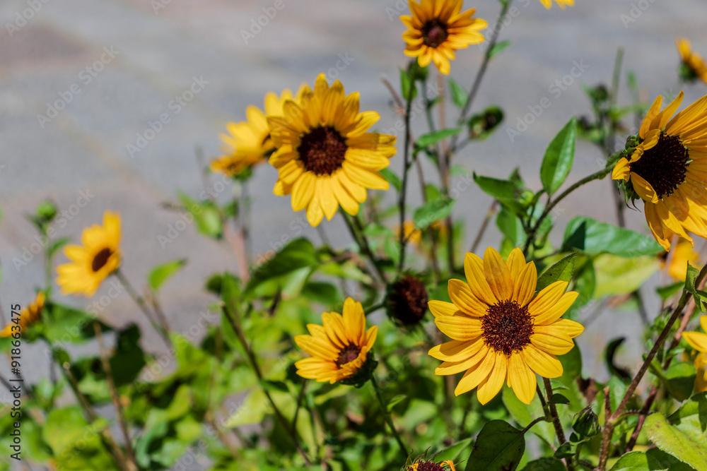 Fototapeta premium 黄色い花