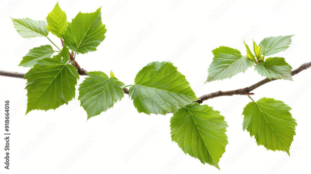 Vibrant green leaves on a branch, isolated Vibrant green leaves on a branch, isolated