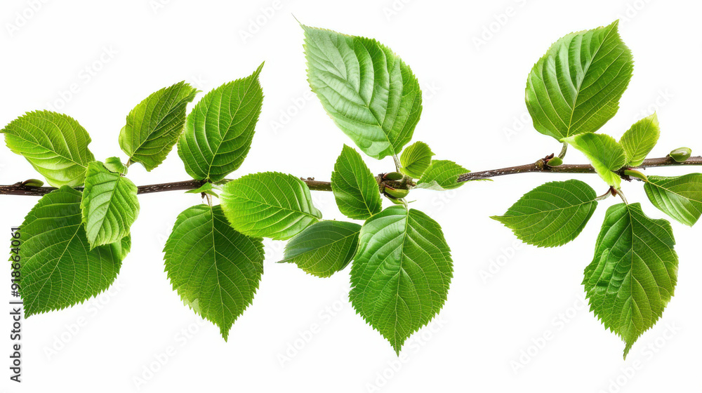 Vibrant green leaves on a branch, isolated Vibrant green leaves on a branch, isolated