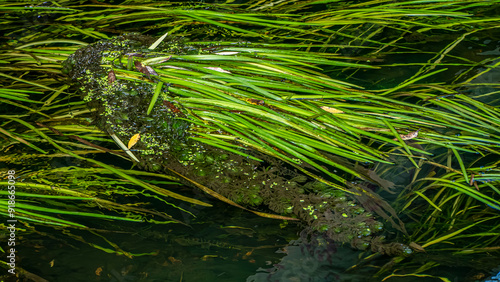 The Beautiful Lush Greenery Is Equally Beautifully Reflected on the Serene Surface of the Water