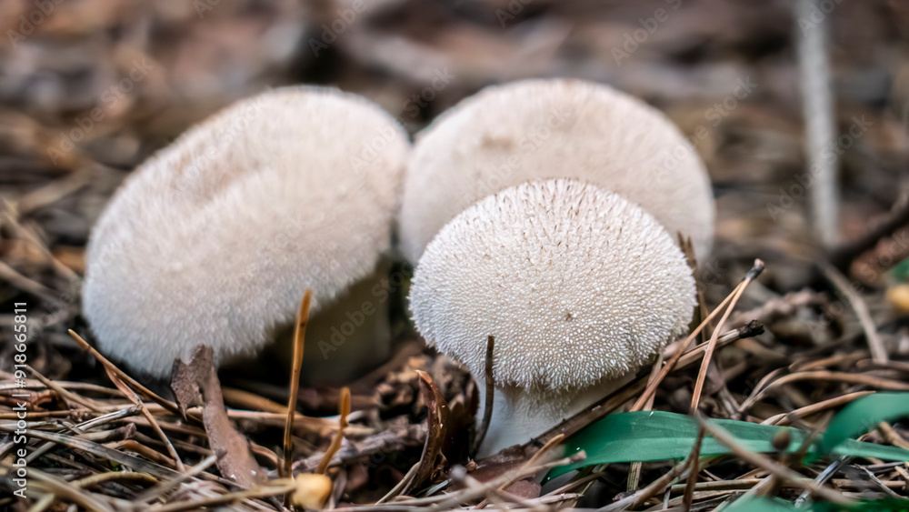 Three White Mushrooms Found Growing in Their Natural Habitat within the Beautiful Outdoors Three White Mushrooms Found Growing in Their Natural Habitat within the Beautiful Outdoors