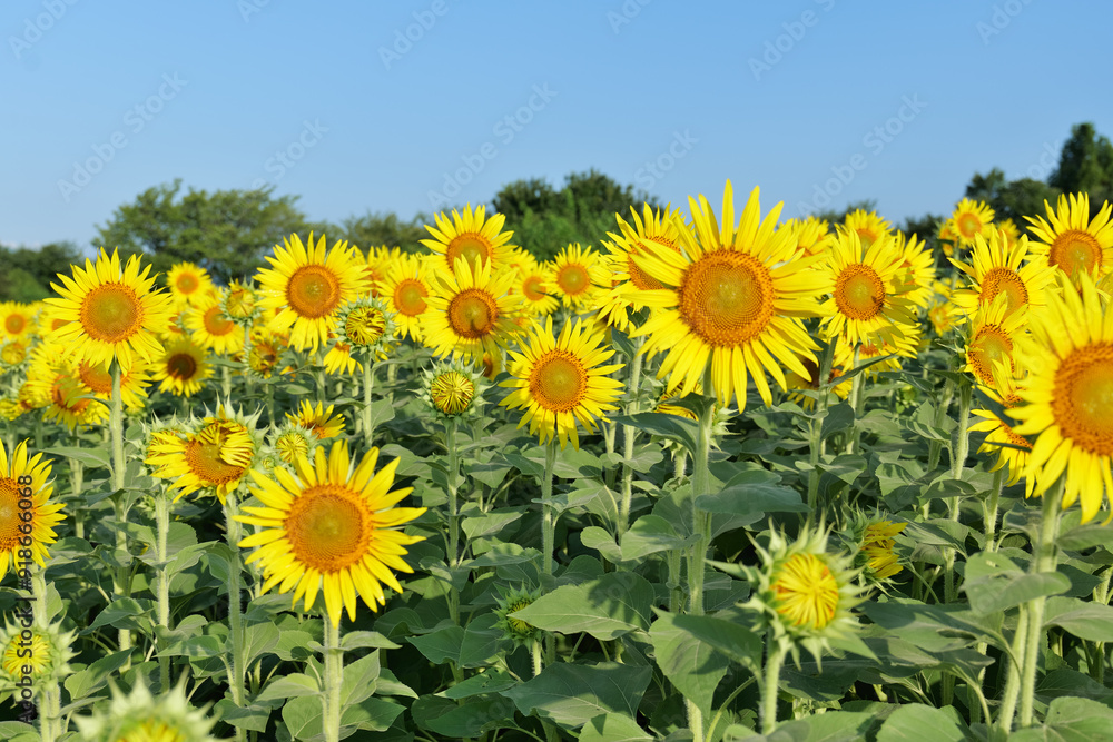 座間ひまわりまつりのひまわり畑
