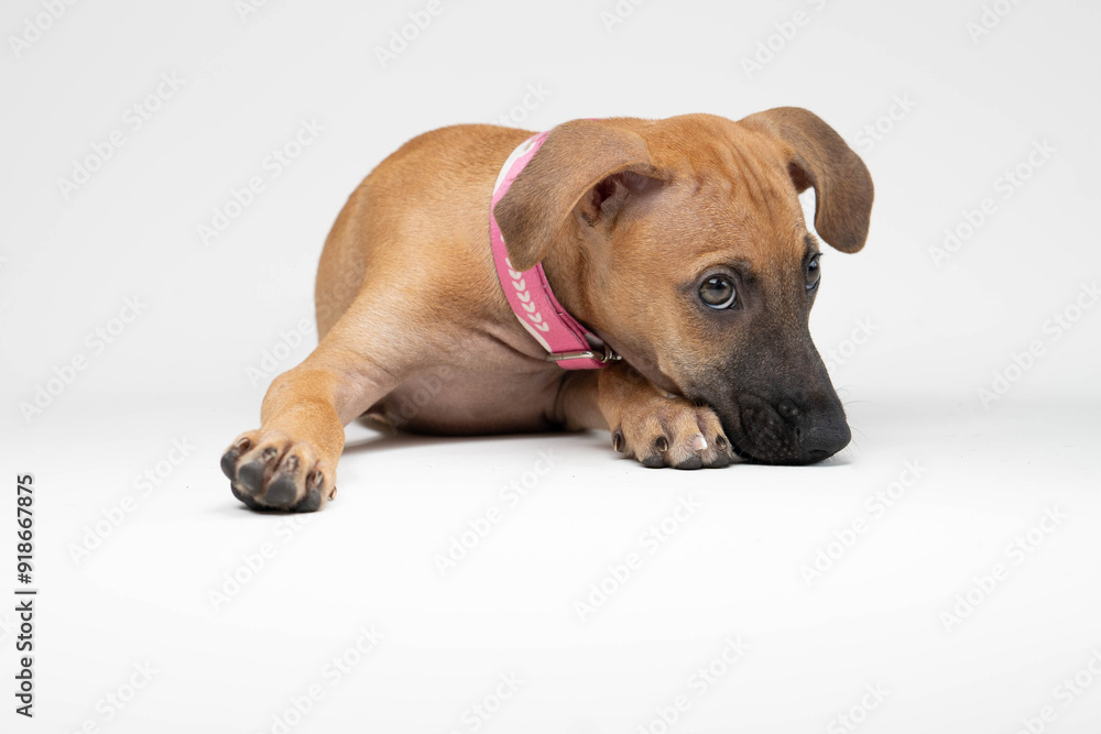 Obraz premium Girl Dog laying and posing in studio