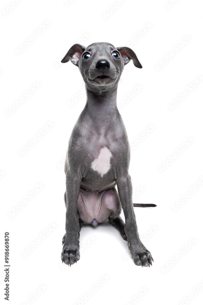 Italian Greyhound Puppy Posing Against a White Background Italian Greyhound Puppy Posing Against a White Background