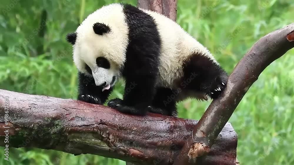 Close up funny pose of Itchy Panda, China Close up funny pose of Itchy Panda, China