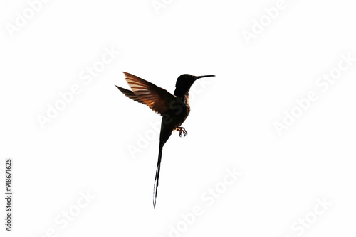 Fotografie Beija flor tesoura em uma linda silhueta em Caldas Novas - GO