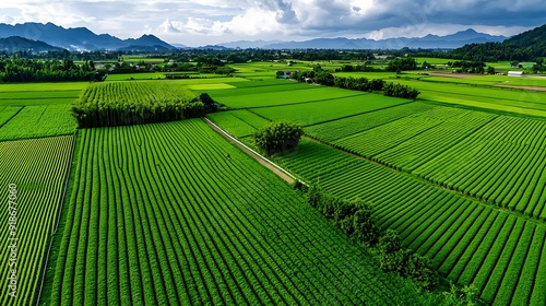 Endless green rice fields blanket rolling countryside hills under a vast sky