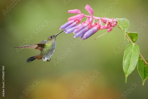 Greenish Puffleg, Haplophaedia aureliae, Peru  photo