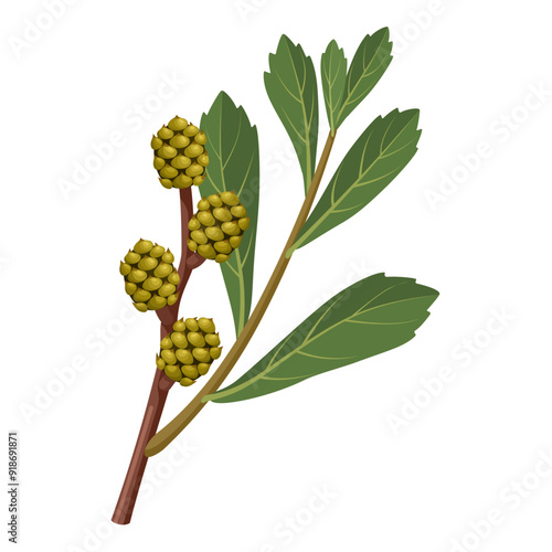 Vector illustration of Sweetgale or Bog Myrtle, scientific name Myrica gale, isolated on white background.