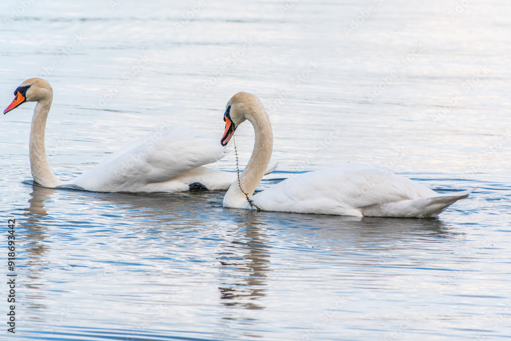 Two Graceful white Swans swimming in the lake, swans in the wild Two Graceful white Swans swimming in the lake, swans in the wild