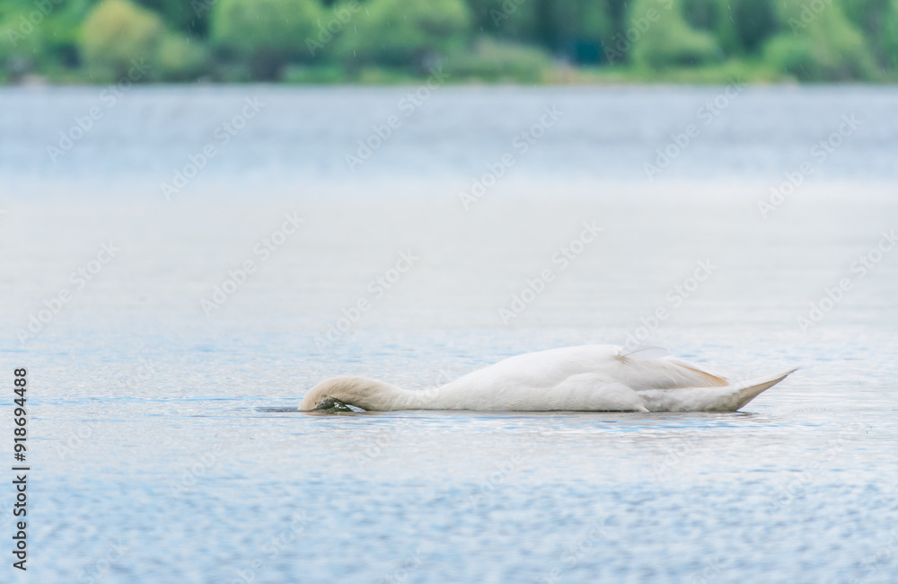 Fototapeta premium Graceful white Swan swimming in the lake, swans in the wild. Portrait of a white swan swimming on a lake.