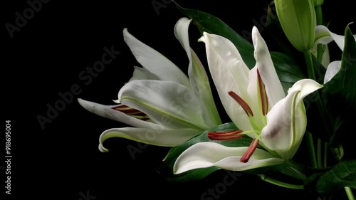 Time-lapse series of white lily flowers blooming. Studio shot over black.